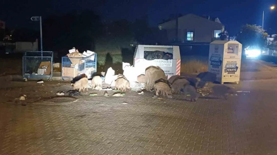 Marmaris Belediyesi'nin duyarsızlığı şehri domuz çiftliğine çevirdi