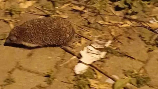 Mera değil Efeler'in merkez mahallesi