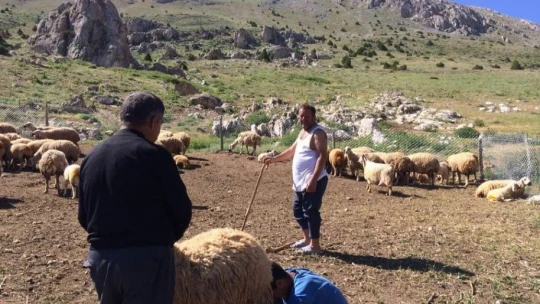 Mesaide müdür, tatilde çoban
