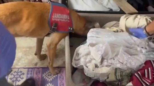 Mısır tarlasına uyuşturucu ekti, jandarmadan kaçamadı