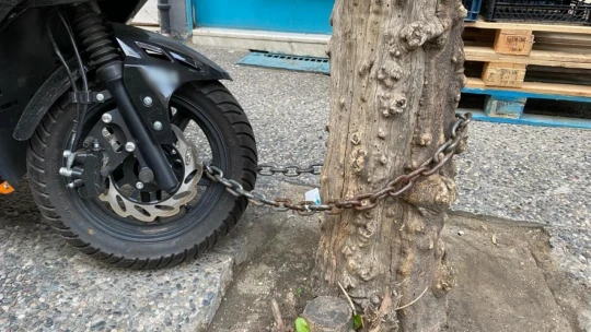 Motoru çalınmasın diye ağaca bağladı