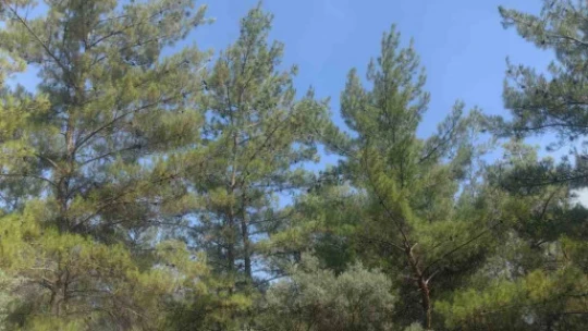 Muğla'daki orman yangını kısmen kontrol altına alındı