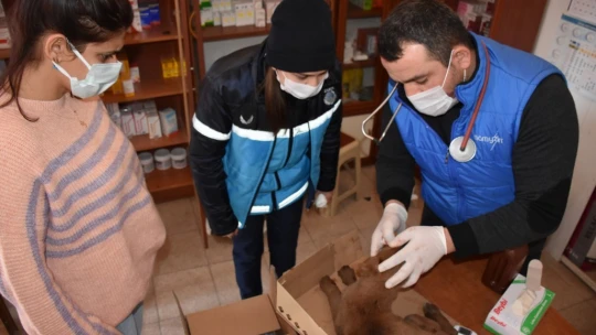 Yaralı köpeğe esnaf ve zabıtadan şefkat eli