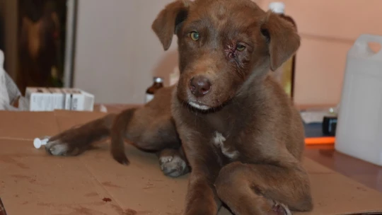 Yaralı köpeğe esnaf ve zabıtadan şefkat eli