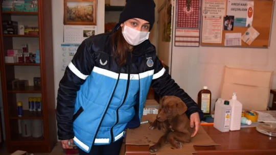 Yaralı köpeğe esnaf ve zabıtadan şefkat eli