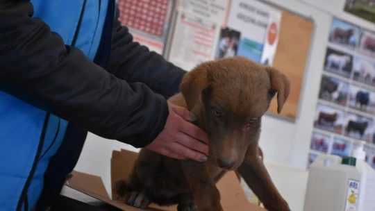 Yaralı köpeğe esnaf ve zabıtadan şefkat eli