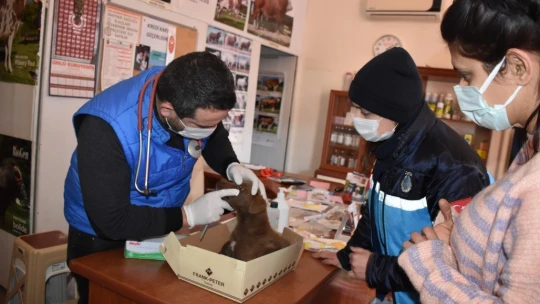 Yaralı köpeğe esnaf ve zabıtadan şefkat eli