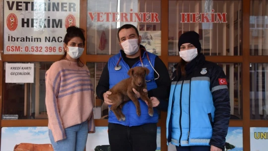 Yaralı köpeğe esnaf ve zabıtadan şefkat eli
