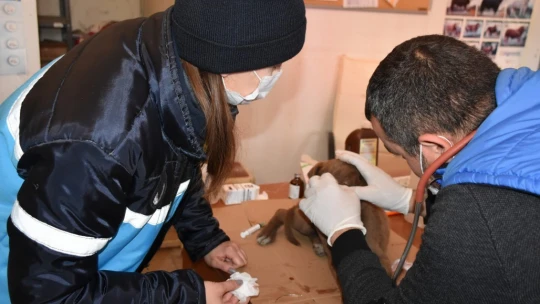 Yaralı köpeğe esnaf ve zabıtadan şefkat eli