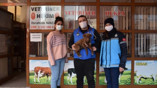 Yaralı köpeğe esnaf ve zabıtadan şefkat eli