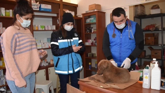 Yaralı köpeğe esnaf ve zabıtadan şefkat eli
