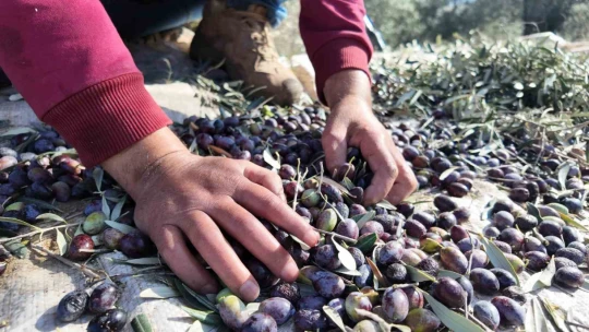 Nakil iki koluyla sorunsuz hasat yapıyor