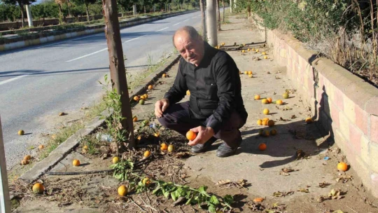 Narenciye üreticisini Akdeniz meyve sineği vurdu