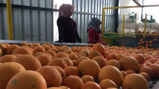 Narenciyede ihracat hızlandı