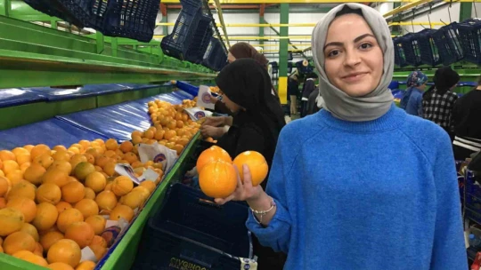 Narenciyede ihracat hızlandı