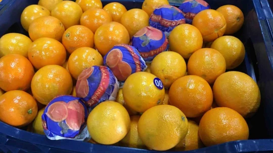 Narenciyede ihracat hızlandı