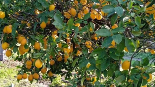 Narenciyede numune alımları sürüyor