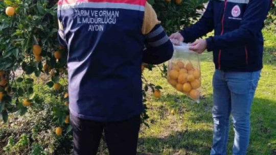 Narenciyede numune alımları sürüyor