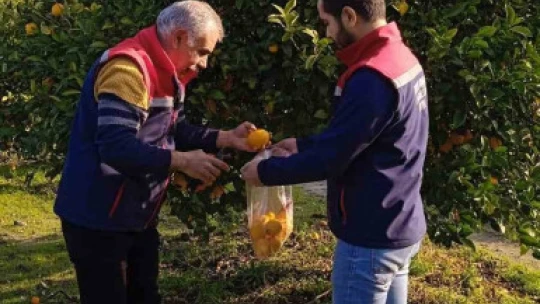 Narenciyede numune alımları sürüyor