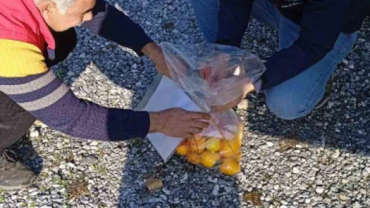 Narenciyede numune alımları sürüyor