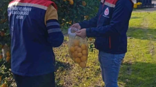 Narenciyede numune alımları sürüyor