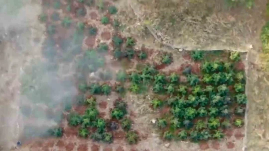 Narkogüç operasyonunda Aydın'da 44 zehir taciri yakalandı