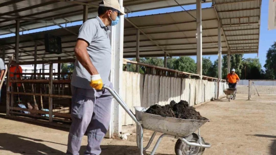Nazilli Belediyesi'nden hayvan pazarında temizlik seferberliği
