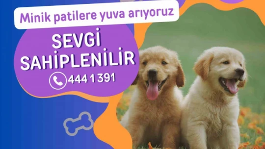 Nazilli Belediyesi'nden sokak hayvanları için sahiplendirme kampanyası