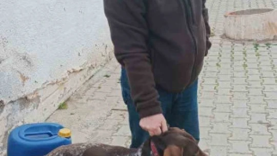 Nazilli Belediyesi'nden sokak hayvanları için sahiplendirme kampanyası