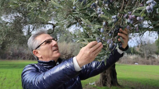 Nazilli Belediyesi'nden zeytin hasadı
