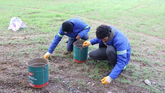 Nazilli Belediyesi'nden zeytin hasadı