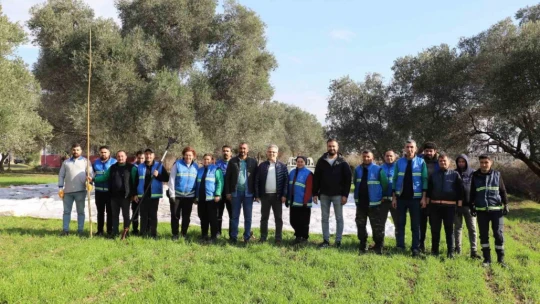 Nazilli Belediyesi'nden zeytin hasadı