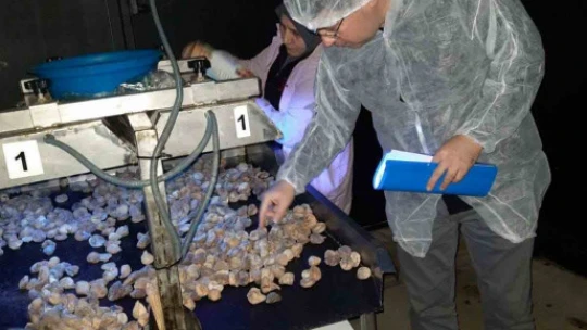Nazilli'de 19 bin 472 ton tarımsal ürünün ihracat kontrolü yapıldı
