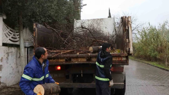 Nazilli'de devrilen ağaçlar yakacak olarak kullanılacak