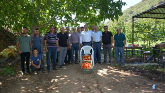 Nazilli'de domates hasat etkinliği yapıldı