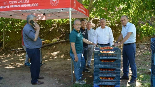 Nazilli'de domates hasat etkinliği yapıldı