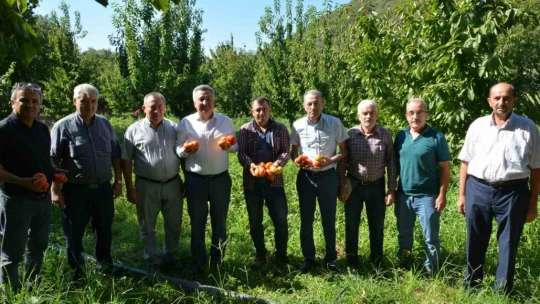 Nazilli'de domates hasat etkinliği yapıldı