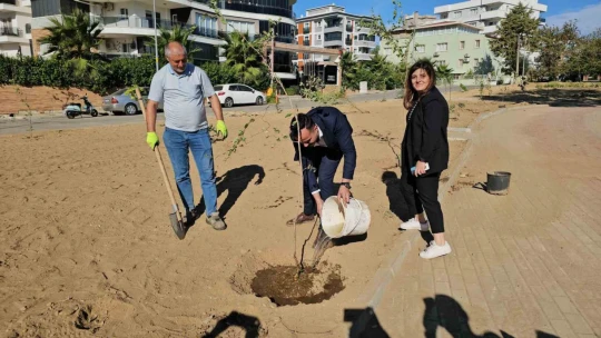 Nazilli'de fidanlar 'Duygu Bayhan Uzlaşı Parkı'nda toprakla buluştu