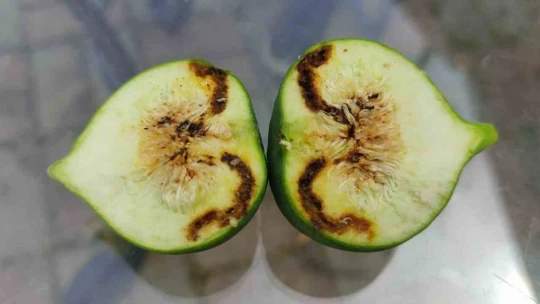 Nazilli'de incir siyah sineği ile mücadele çağrısı