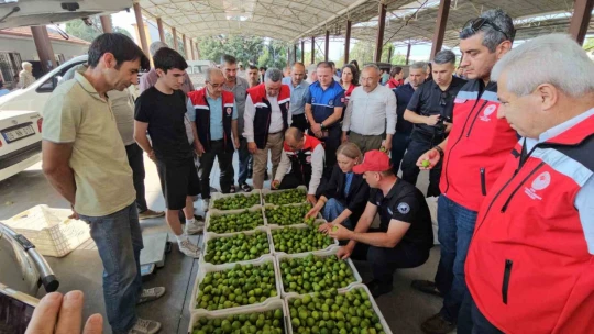 Nazilli'de kaliteli incir için kaliteli ilek denetimleri sürüyor