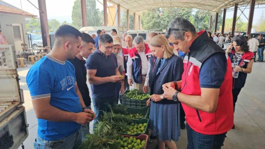 Nazilli'de kaliteli incir için kaliteli ilek denetimleri sürüyor