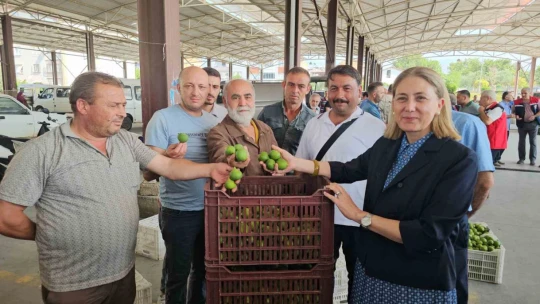Nazilli'de kaliteli incir için kaliteli ilek denetimleri sürüyor