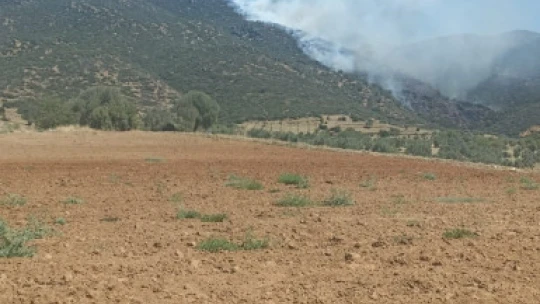Nazilli'de makilik yangını
