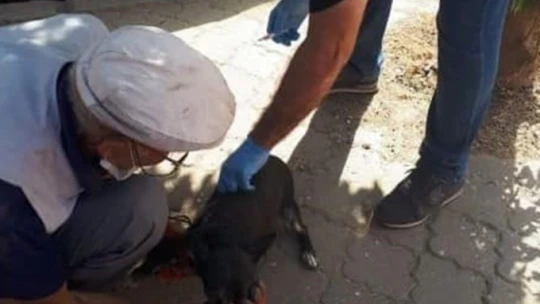 Nazilli'de sahipli kedi ve köpeklerin kayıt işlemleri sürüyor