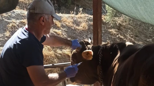 Nazilli'de şap hastalığına karşı aşılama çalışmaları sürüyor