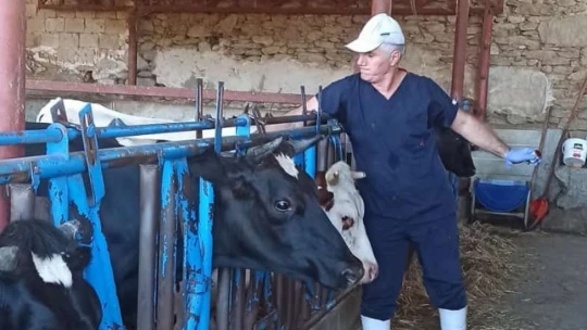 Nazilli'de şap hastalığına karşı aşılama çalışmaları sürüyor