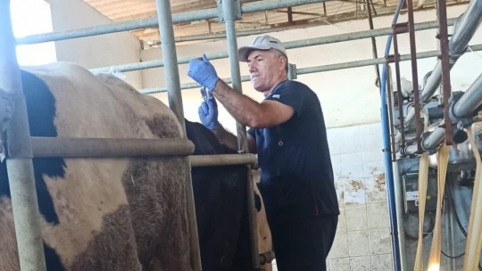 Nazilli'de şap hastalığına karşı aşılama çalışmaları sürüyor
