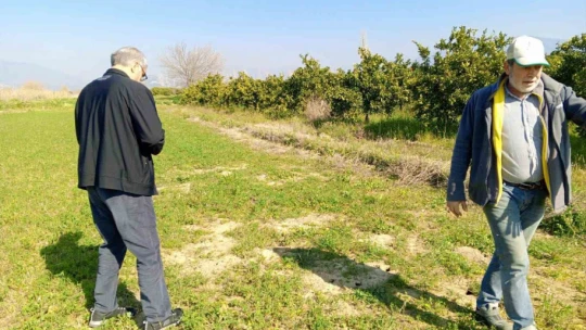 Nazilli'de tarla faresi popülasyonu arttı