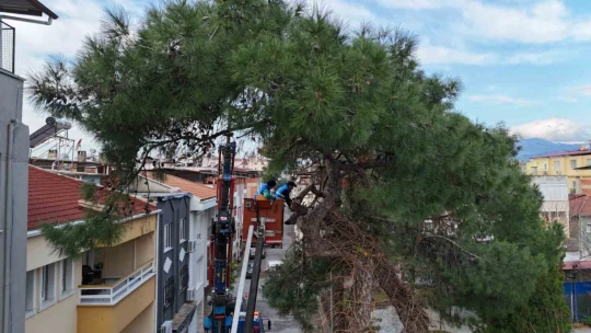 Nazilli'de tehlike oluşturan çam ağacı kaldırıldı