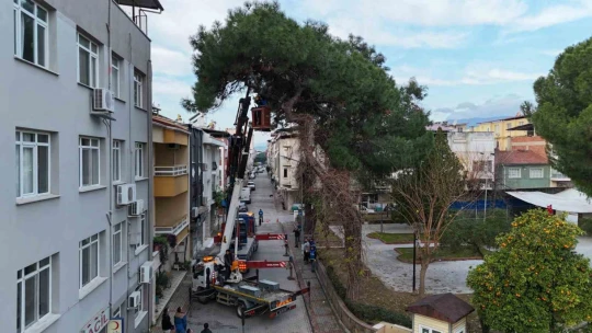 Nazilli'de tehlike oluşturan çam ağacı kaldırıldı